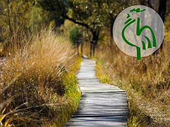 Weg im Grünen